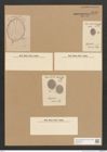 Diatomeae indet. Zeichnungen Sammlung Grunow Nr. 3735 (NHMW-BOT-W0371377)
